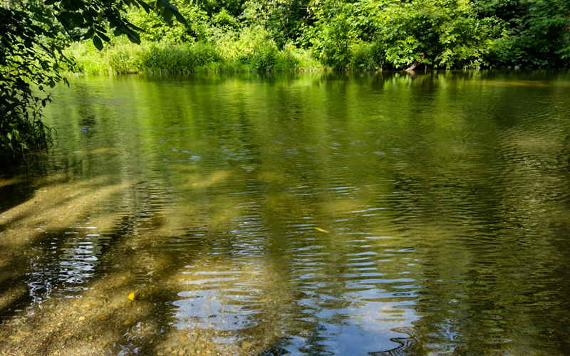 Ріка Смотрич