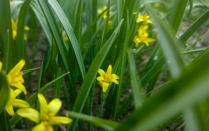 Лісові квіти