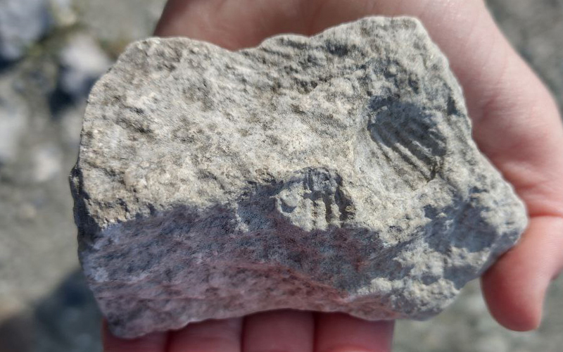 Камінь доби Сарматського моря