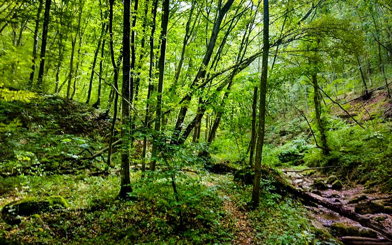 Суржинецький яр в лісі
