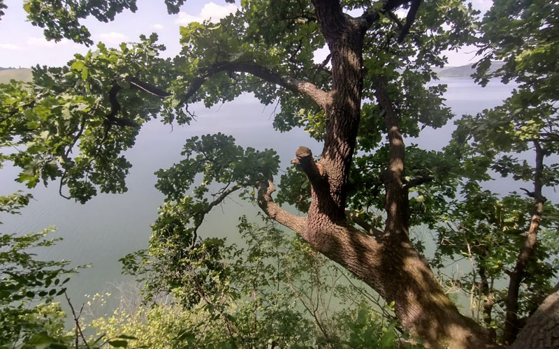 Дерево над прірвою